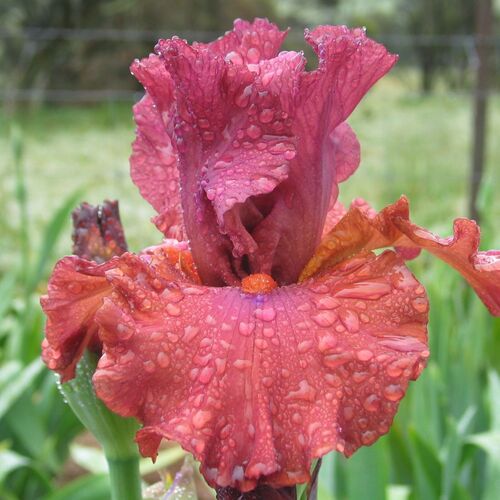Bearded Iris- Popstar