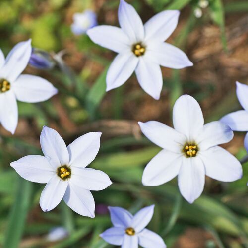 Spring Star- White