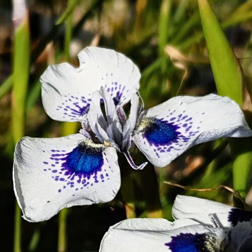 Peacock Iris