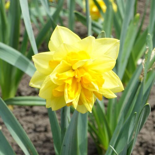 Double Daffodil Safina The Seed Collection