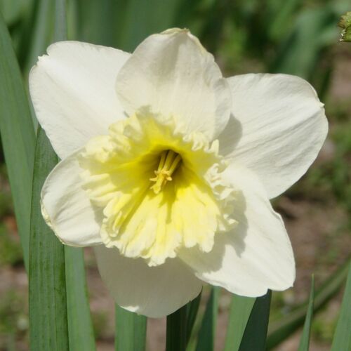 Daffodil Silver Standard The Seed Collection