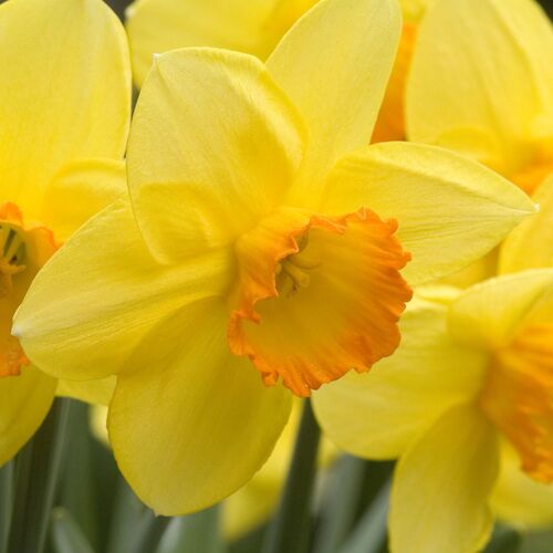 Daffodil- Fortune