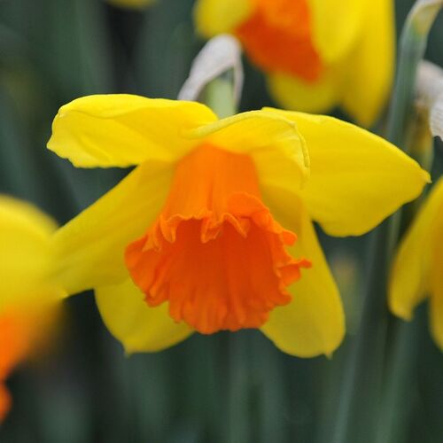 Daffodil- Pimpernel