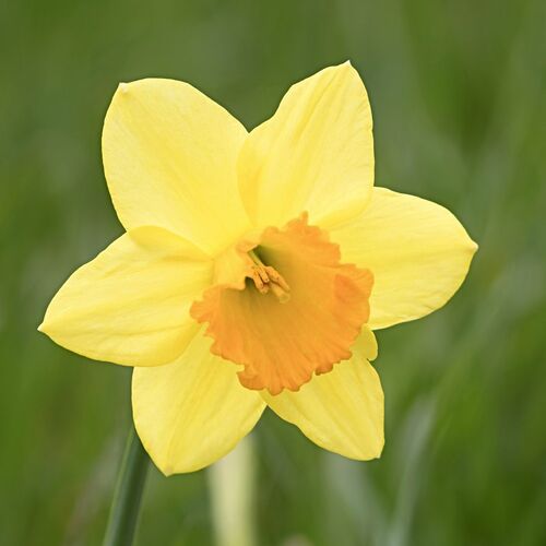 Daffodil- Romsey