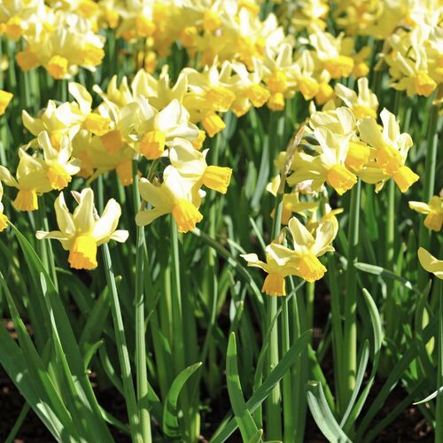 Miniature Daffodil- Spring Sunshine