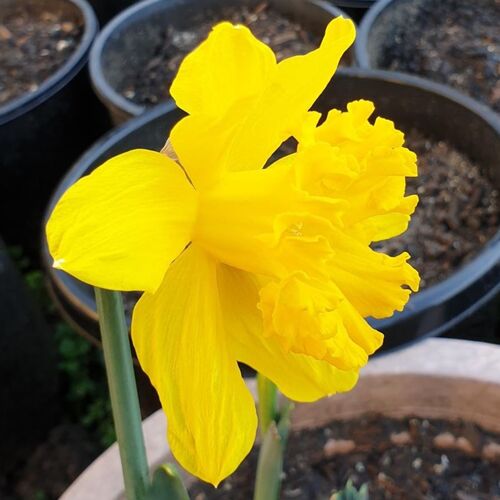 Daffodil- Golden Lion