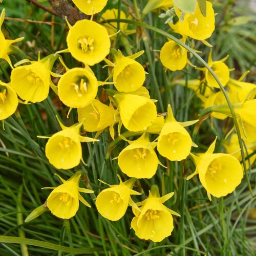 Miniature Daffodil- Hoop Petticoat Golden