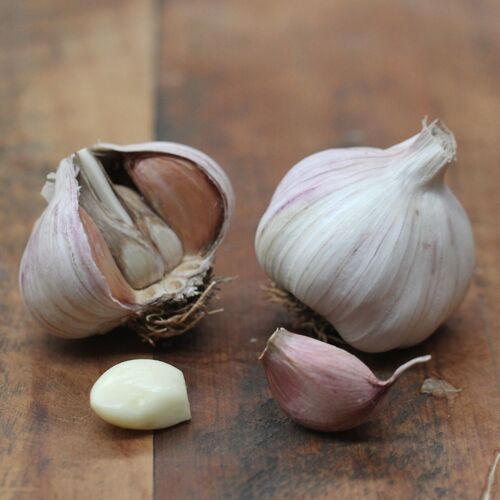 Garlic- Early Purple (Bulb)