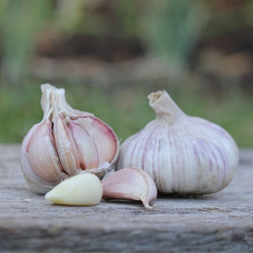 Garlic- Monaro Purple (Bulb)