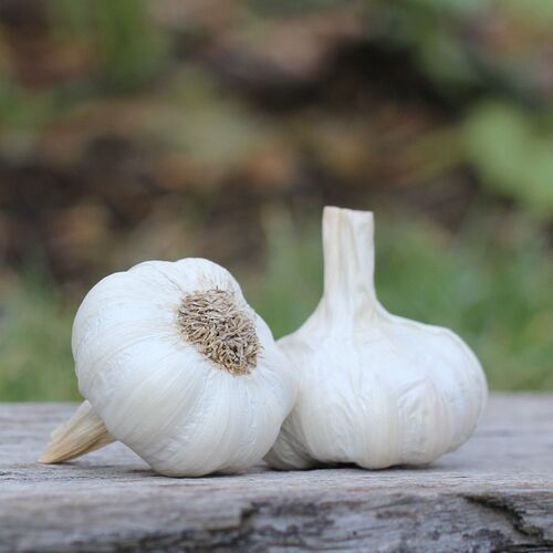 Garlic- White Crookneck (Bulb)