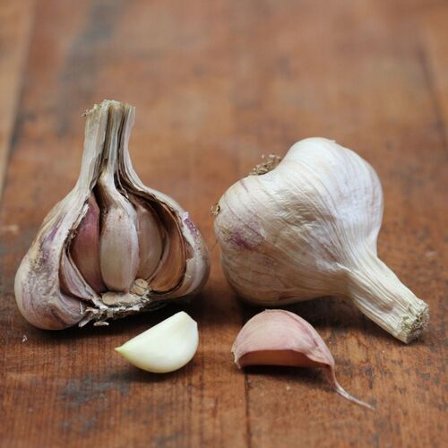 Garlic- Italian Late (Bulb)