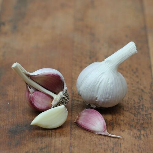 Garlic- Rojo de Castro (Bulb)
