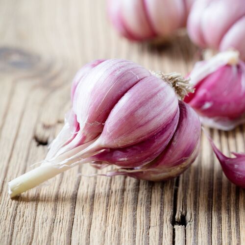 Garlic- Spanish Roja (Bulb)