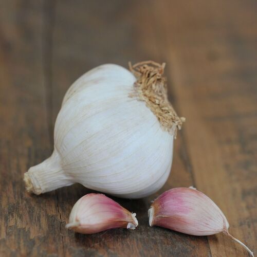 Garlic- Glenlarge (Bulb)