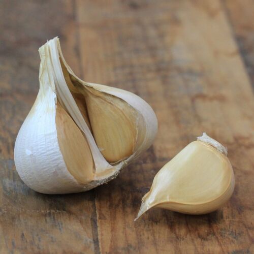 Elephant Garlic (Bulb)