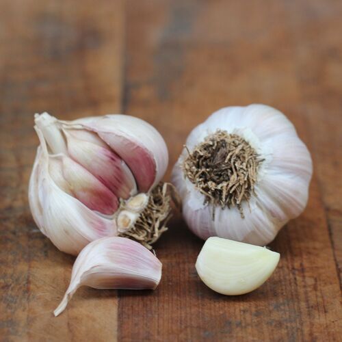 Garlic- Festival (Bulb)