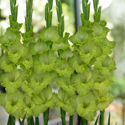 Gladiolus- Green Star
