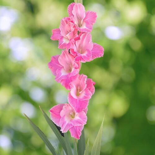 Gladiolus- Pink Parrot