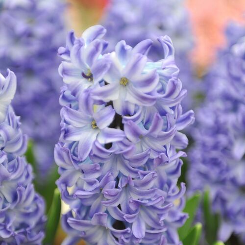 Hyacinth- Aqua