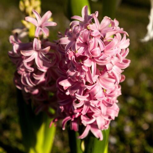 Hyacinth- Pink Surprise