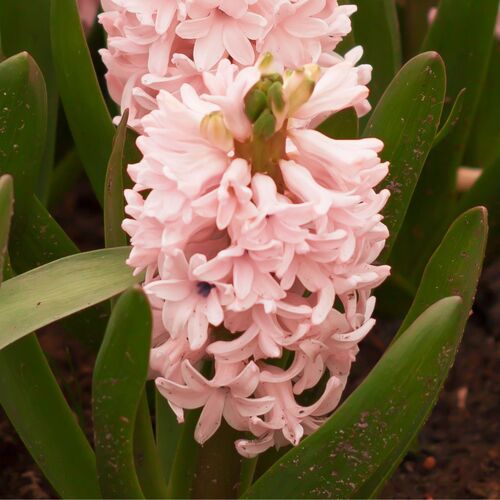 Hyacinth- China Pink