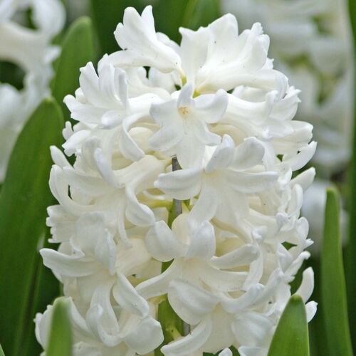 Hyacinth- Pallas