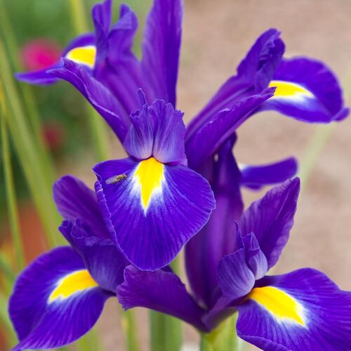 Dutch Iris- Discovery Purple