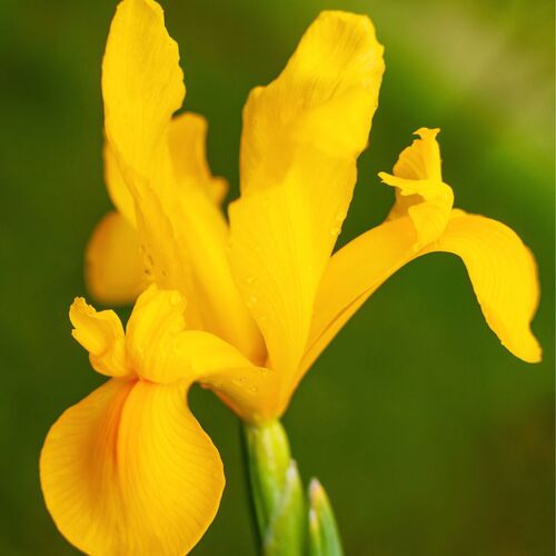 Dutch Iris- Orange Beauty