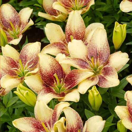 Asiatic Lily- Easy Spot