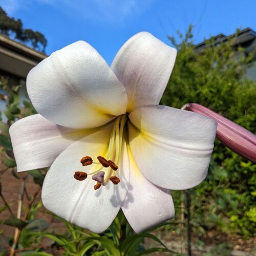 Oriental Trumpet Lily- Eastern Moon (Bulb)