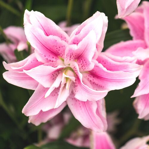 Double Oriental Lily- Lotus Elegance (Bulb)