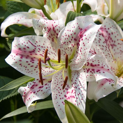 Pot Oriental Lily- Muscadet