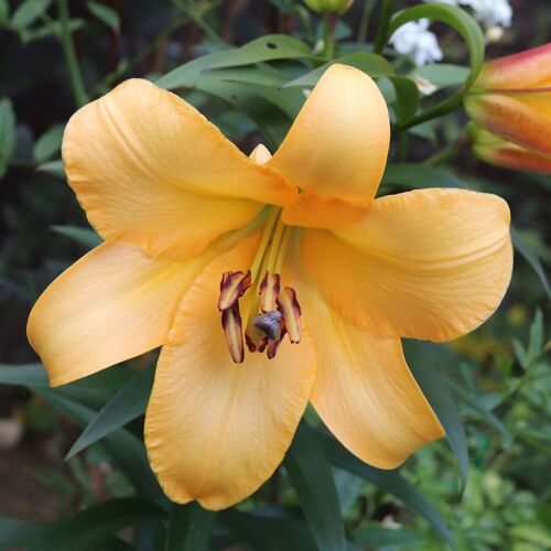 Oriental Trumpet Lily- Saltarello (Bulb)