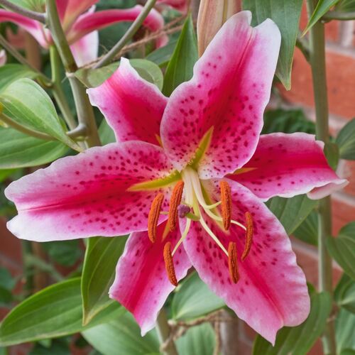 Pot Oriental Lily- Stargazer (Bulb)