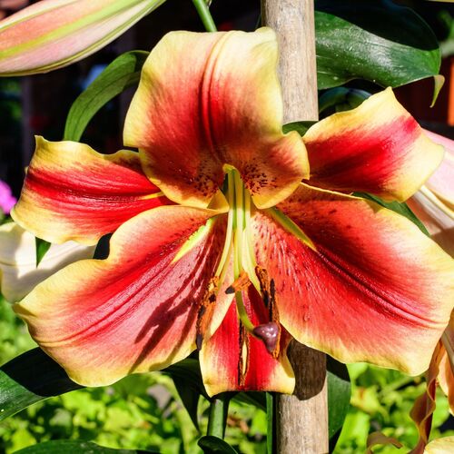 Oriental Trumpet Lily- Red Morning (Bulb)