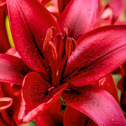 Asiatic Lily- Red Power