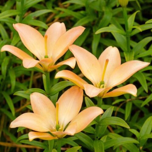 Asiatic Lily- Easy Whisper