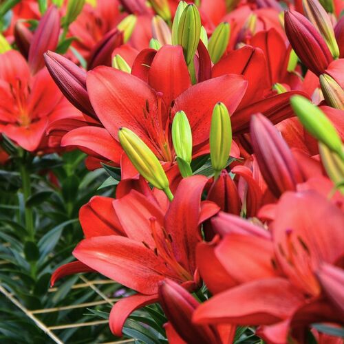 Pot Asiatic Lily- Blushing Joy