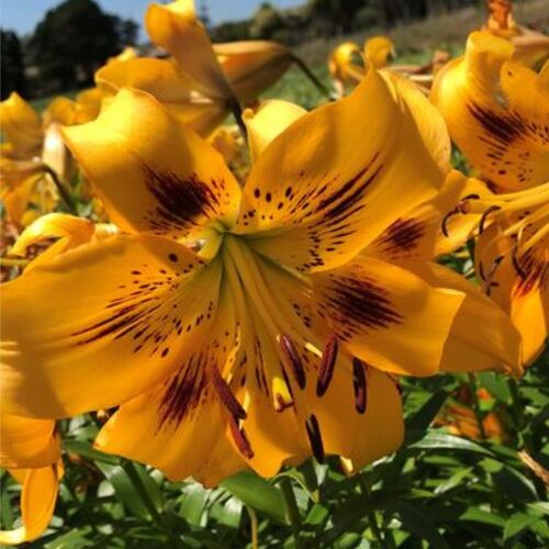 Tiger Lily- Yellow Brush