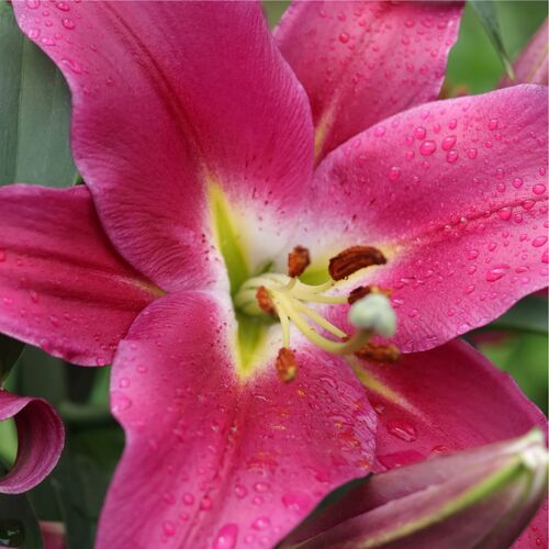 Oriental Lily- Resolute
