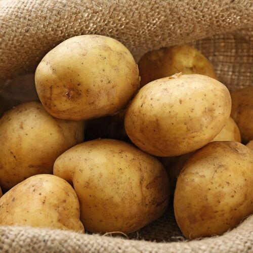 Certified Seed Potato- Sebago