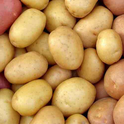Certified Seed Potato- Kennebec