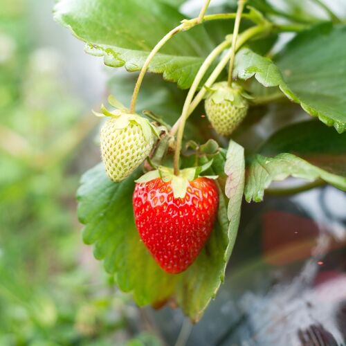 Strawberry- Adina (Runner x5)