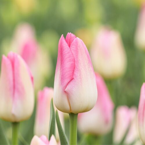 Tulip- Dynasty