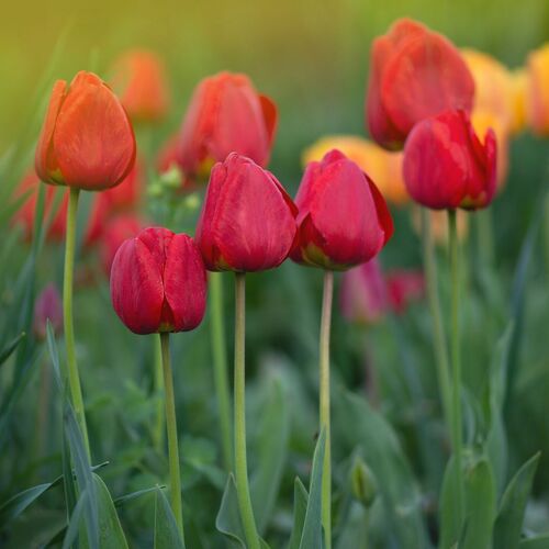 Tulip- Mixed