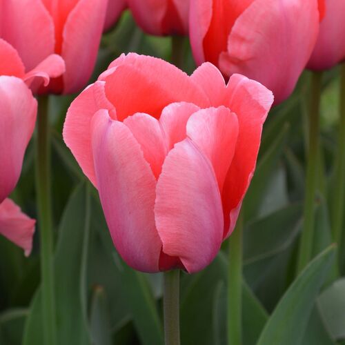 Tulip- Pink Impression