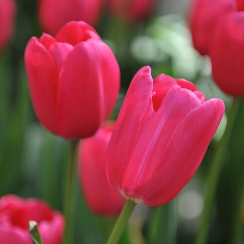 Tulip- Grand Style