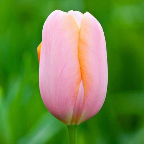 Tulip- Menton