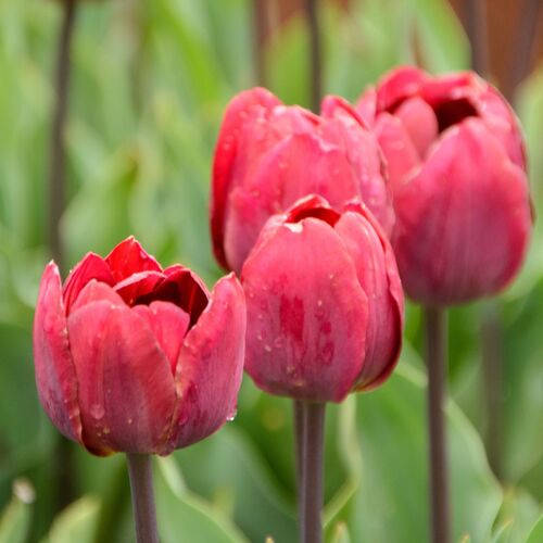 Double Tulip- Ridgedale