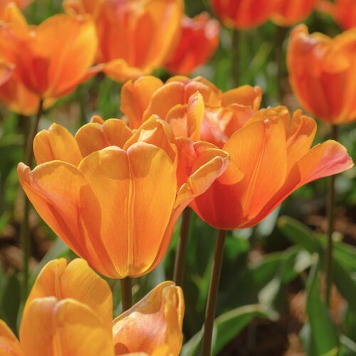 Tulip- Orange Babies